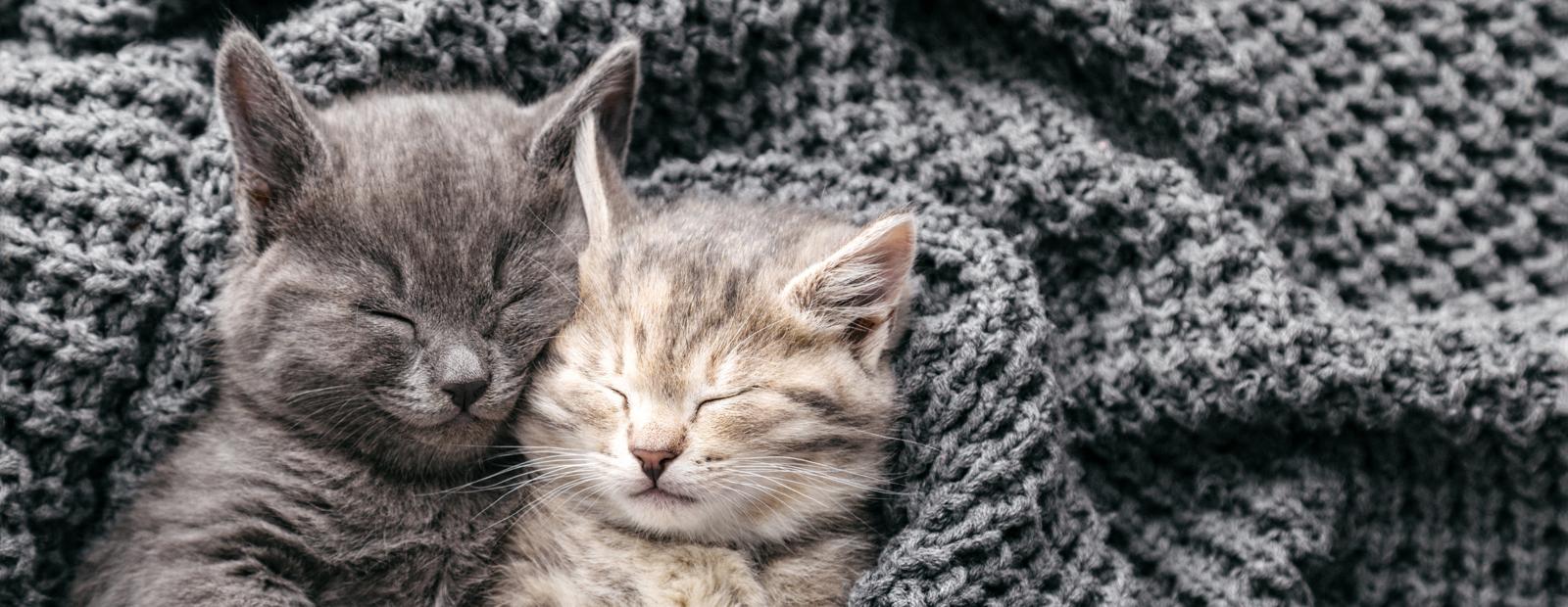 Perché il gatto morde le gambe