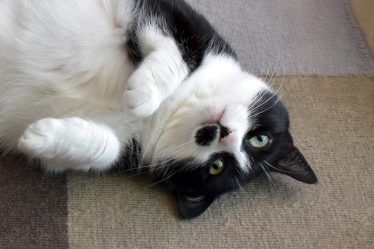 Perché il gatto morde senza motivo