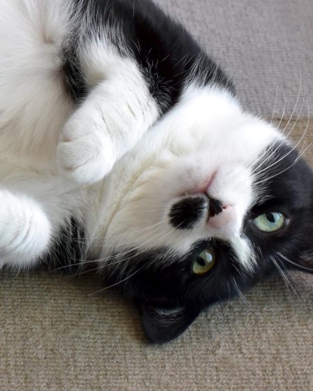 Perché il gatto morde senza motivo