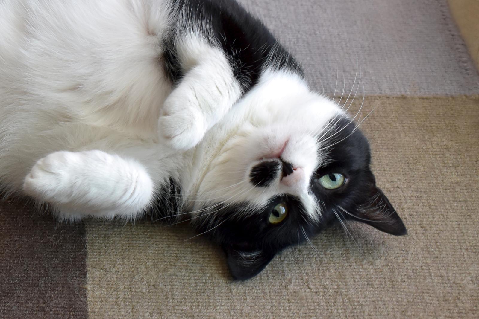Perché il gatto morde senza motivo