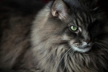 Perché il gatto non mangia