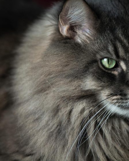 Perché il gatto non mangia