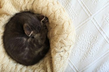 Perché il gatto perde il pelo a ciuffi