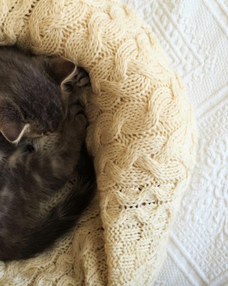 Perché il gatto perde il pelo a ciuffi