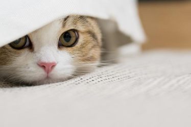 Perché il gatto si lecca sempre