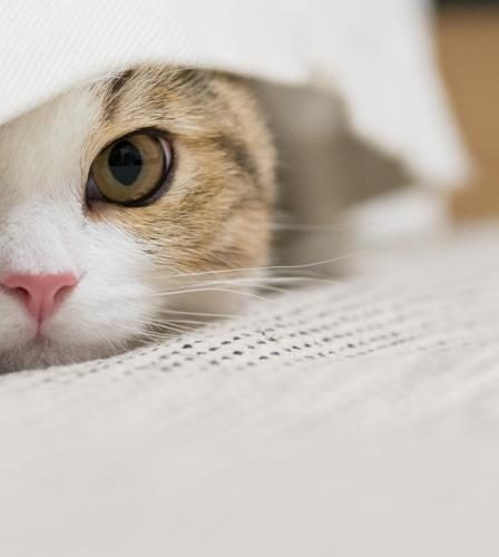 Perché il gatto si lecca sempre