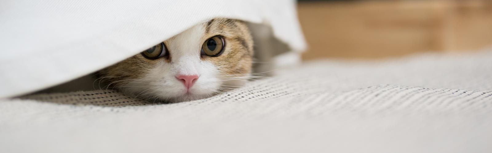 Perché il gatto si lecca sempre