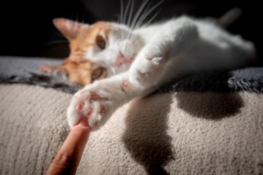 Perché il gatto si rotola quando mi vede