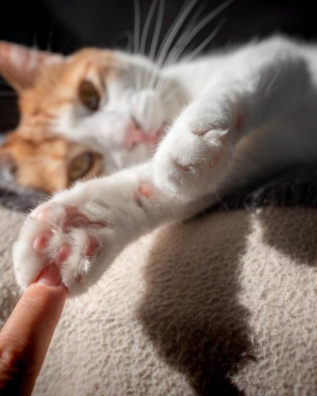 Perché il gatto si rotola quando mi vede
