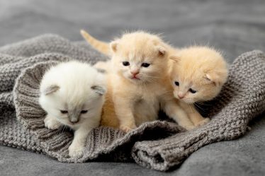 Perché il gatto starnutisce