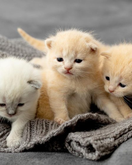 Perché il gatto starnutisce