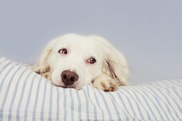 Perché il mio cane mi segue in bagno