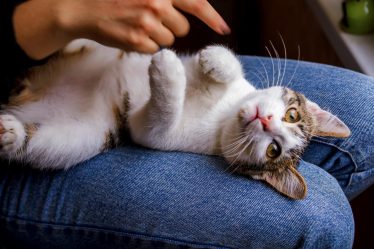 Perché il mio gatto mi fissa