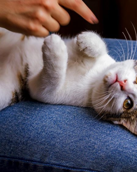 Perché il mio gatto mi fissa