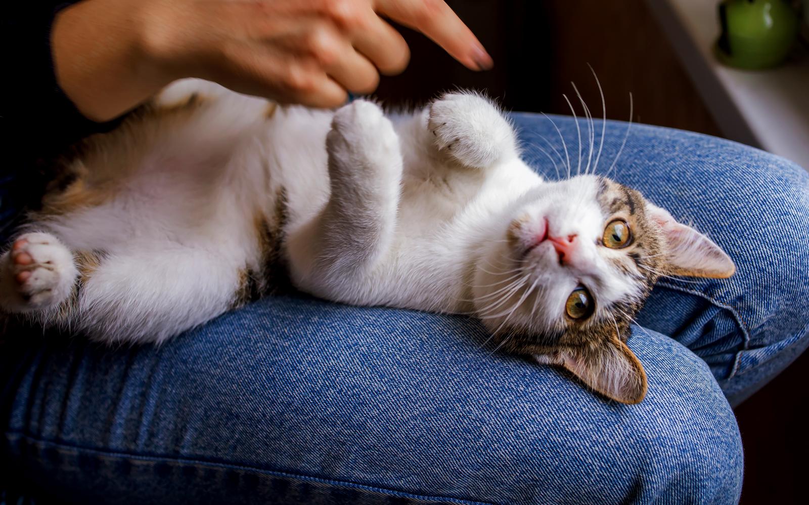 Perché il mio gatto mi fissa