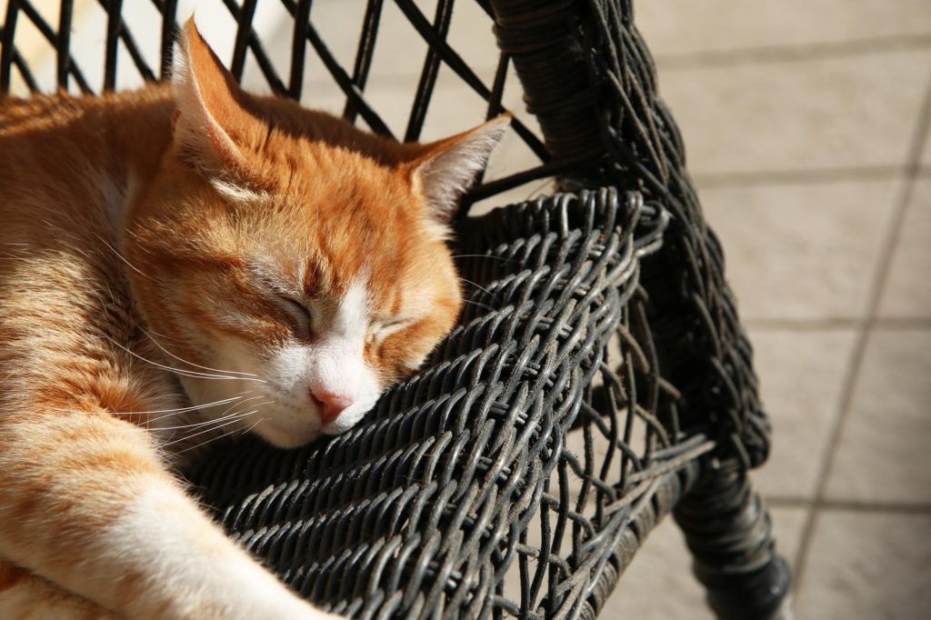 Perché il mio gatto mi morde forte