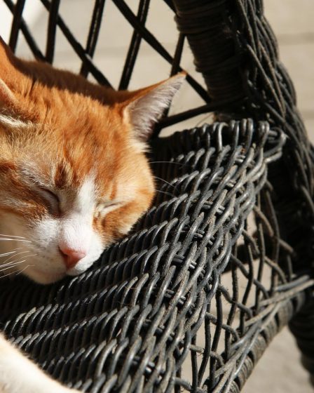 Perché il mio gatto mi morde forte