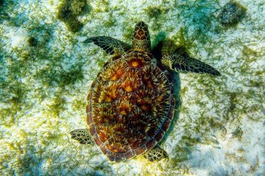 Perché la tartaruga d'acqua sta sempre fuori dall'acqua