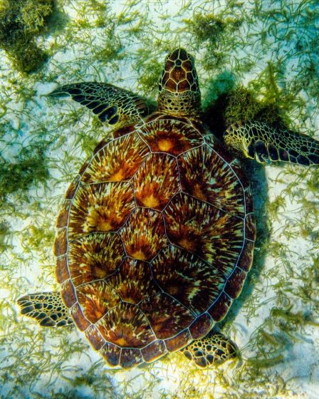 Perché la tartaruga d'acqua sta sempre fuori dall'acqua