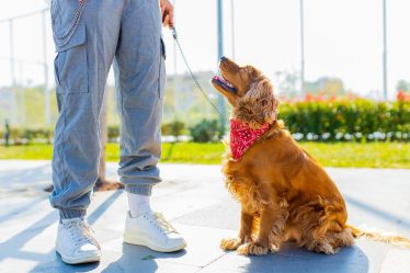 Perché non sterilizzare il cane