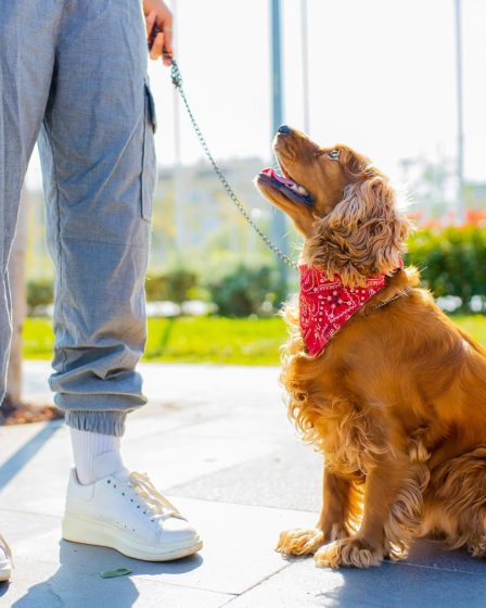 Perché non sterilizzare il cane