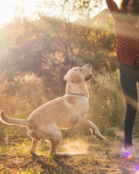 Qual è il cane più grande del mondo