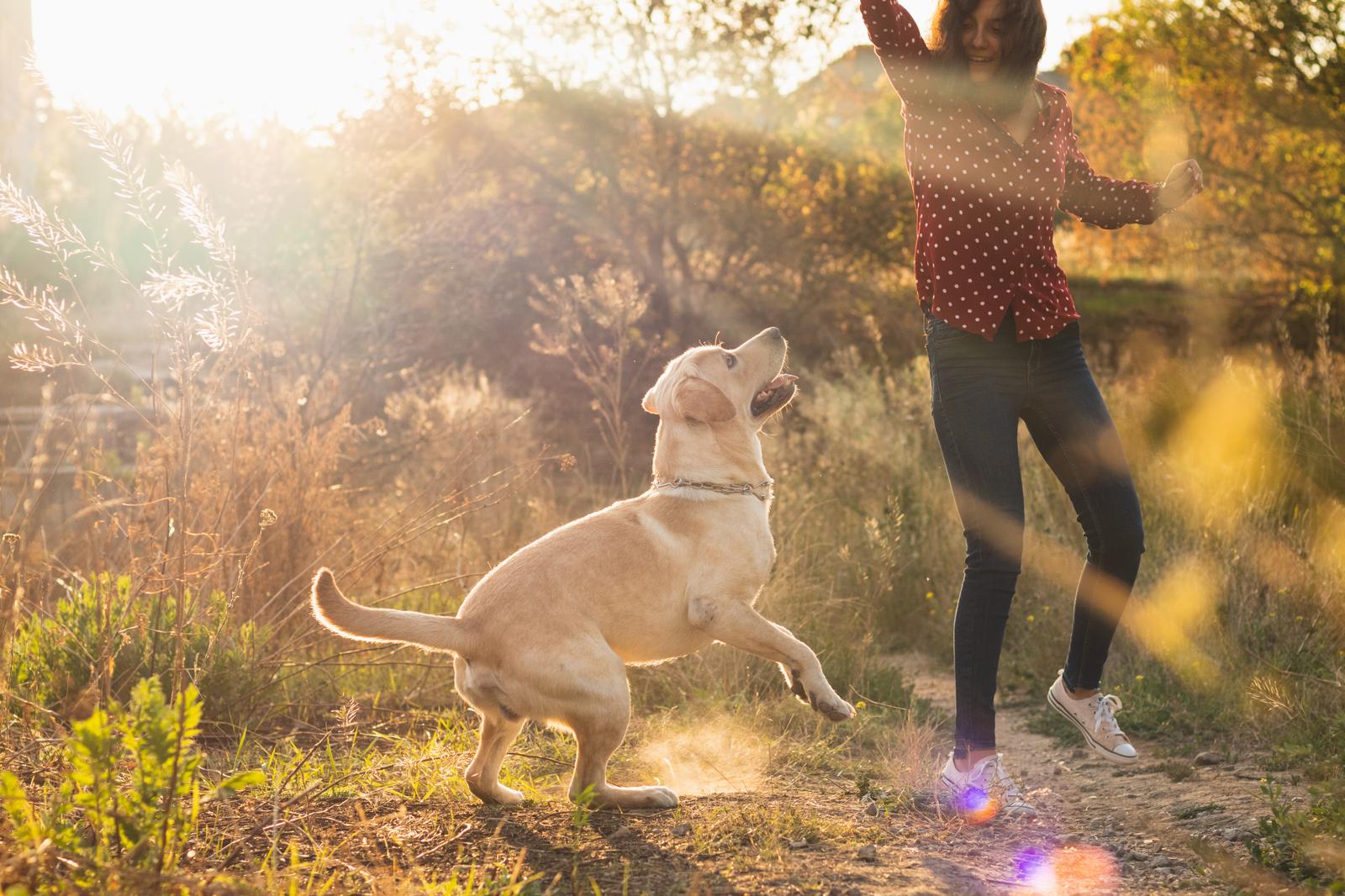 Qual è il cane più grande del mondo