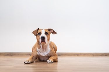Qual è il cane più intelligente