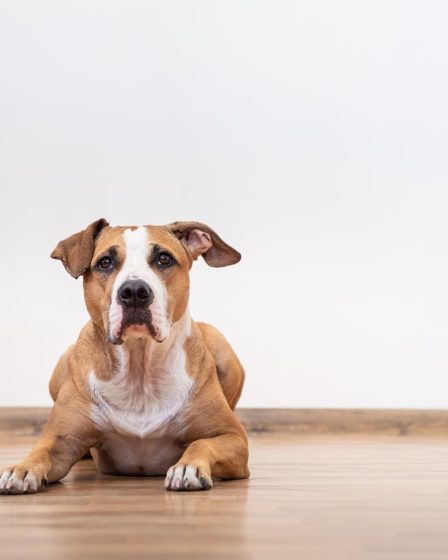 Qual è il cane più intelligente