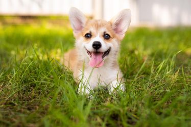 Qual è il cane più pericoloso al mondo