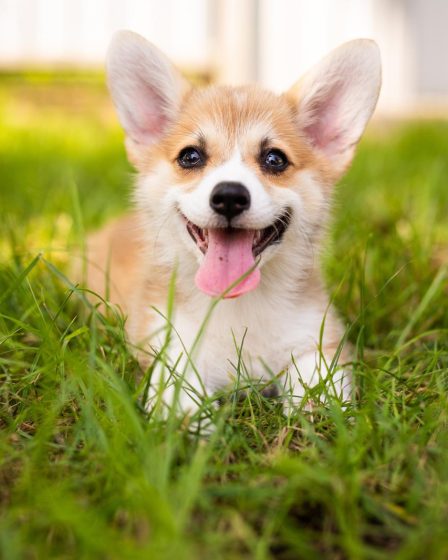 Qual è il cane più pericoloso al mondo