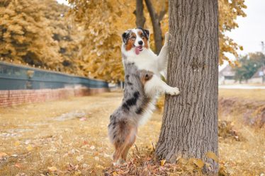 Qual è il cane più piccolo del mondo