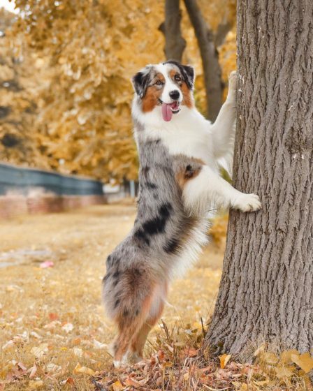 Qual è il cane più piccolo del mondo