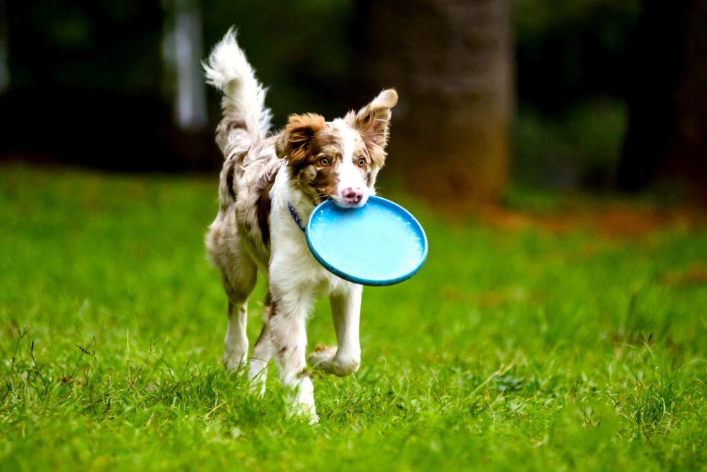 Qual è il cane più veloce al mondo