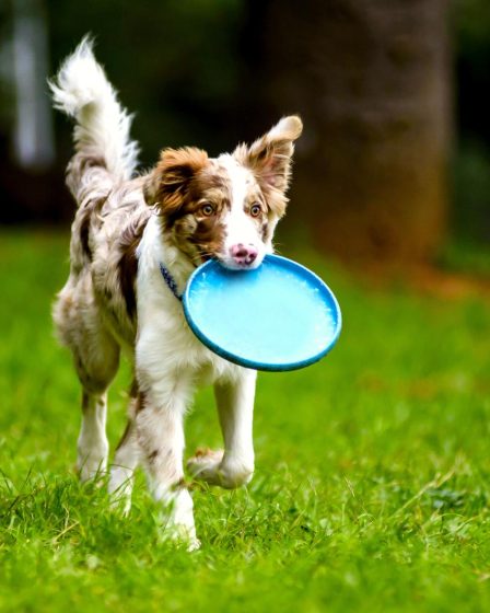 Qual è il cane più veloce al mondo