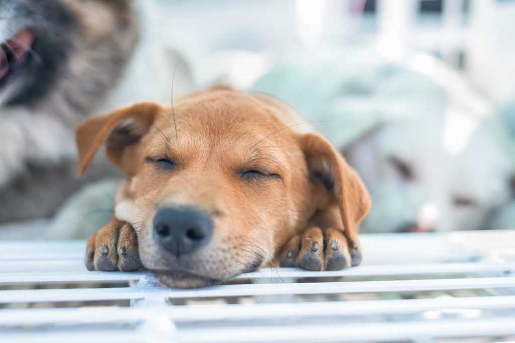 Quale cane scegliere