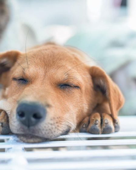 Quale cane scegliere
