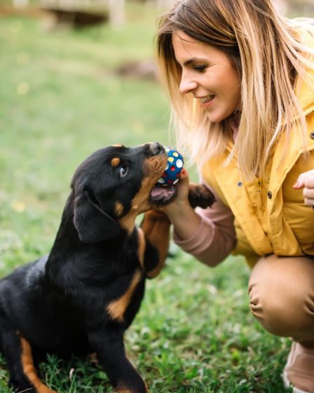 Quali sono i cani di razza media
