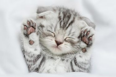 Quali sono i gatti più affettuosi