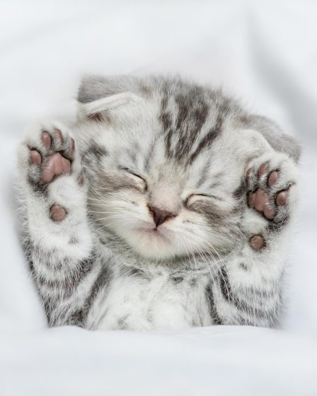 Quali sono i gatti più affettuosi