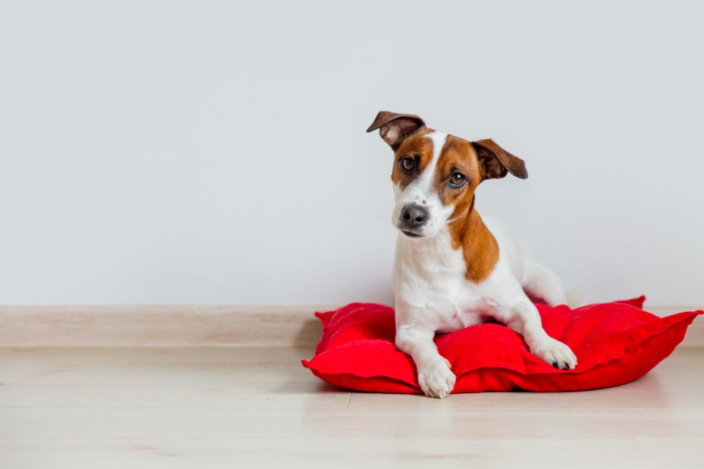 Quando aprono gli occhi i cuccioli di cane
