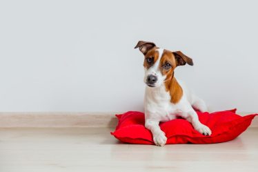 Quando aprono gli occhi i cuccioli di cane