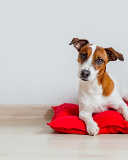 Quando aprono gli occhi i cuccioli di cane