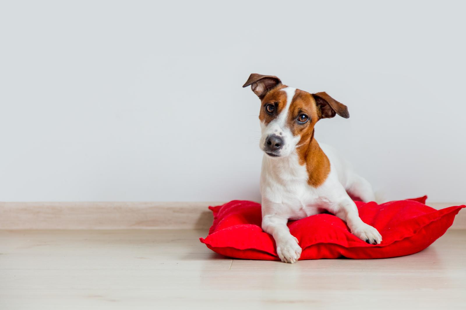 Quando aprono gli occhi i cuccioli di cane