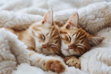 Quando cominciano a calmarsi i cuccioli di gatto