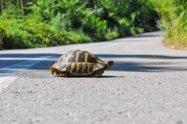 Quando escono dal letargo le tartarughe di terra