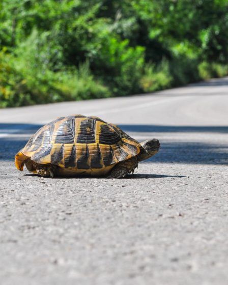 Quando escono dal letargo le tartarughe di terra