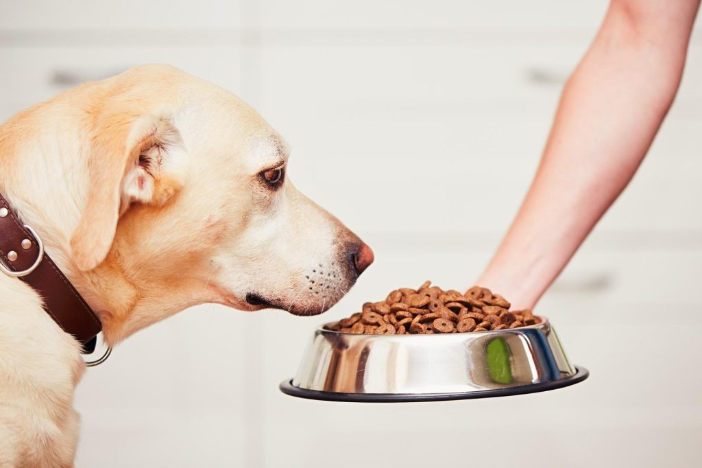 Quando il cane perde il pelo