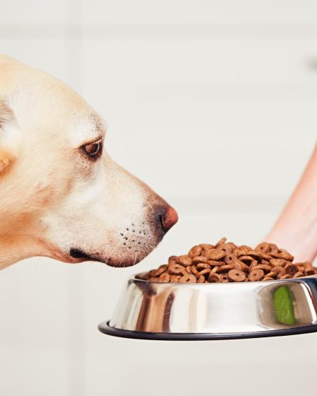 Quando il cane perde il pelo