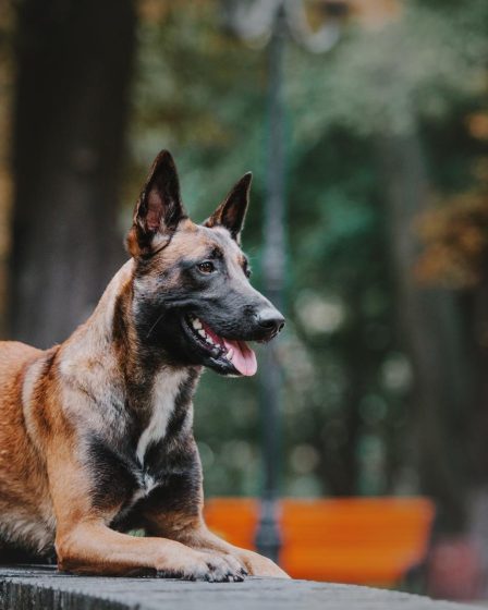 Quando il cane tossisce come se dovesse vomitare